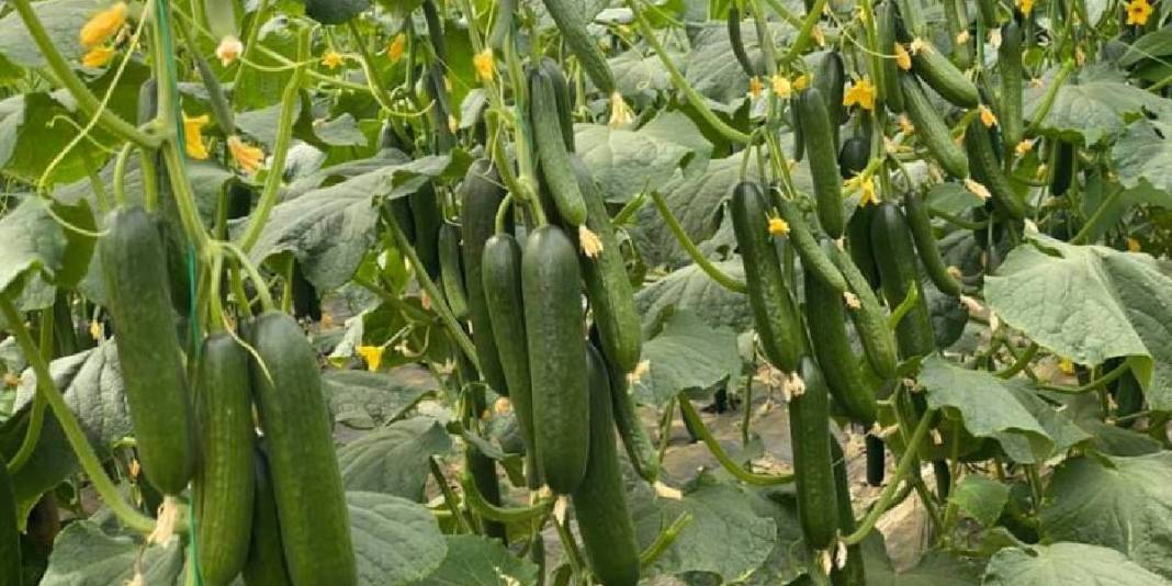 Artık salatalık yemek de riskli! Tarım krizi büyüyor: ‘Fluopyram’ kimyasalı resmen tehlike saçıyor 3